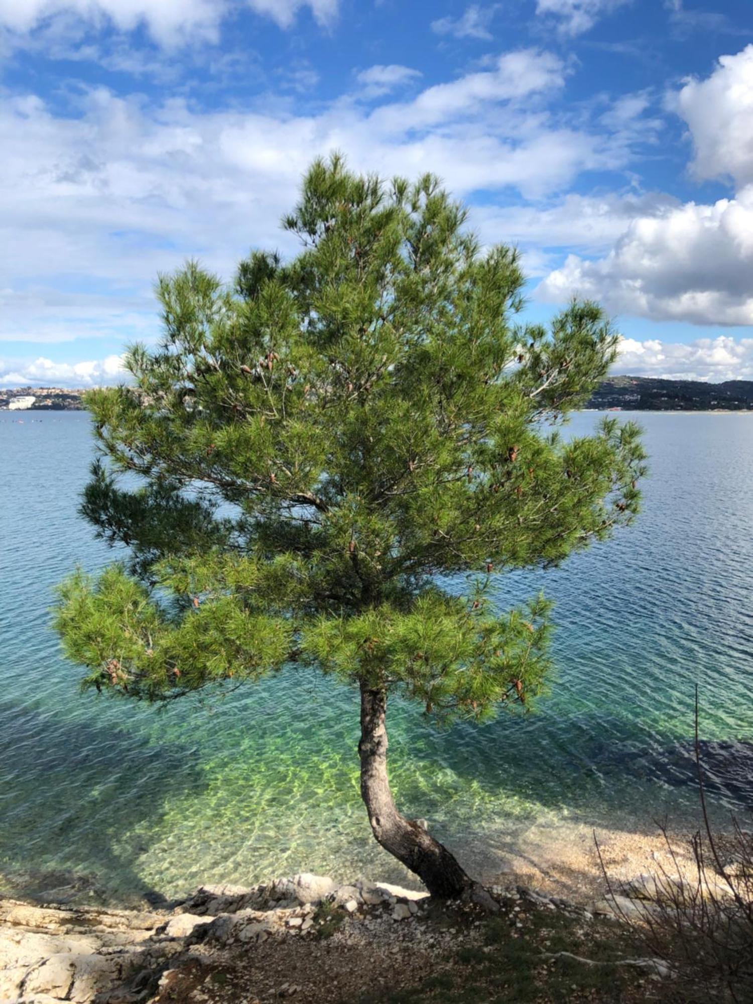 Olive Tree Apartments Umag Zewnętrze zdjęcie